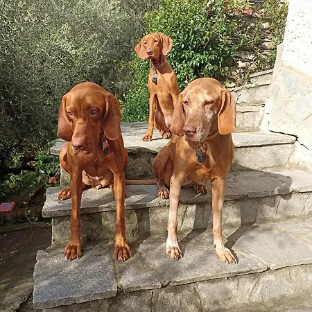A Casa Di Grea * Рапалло